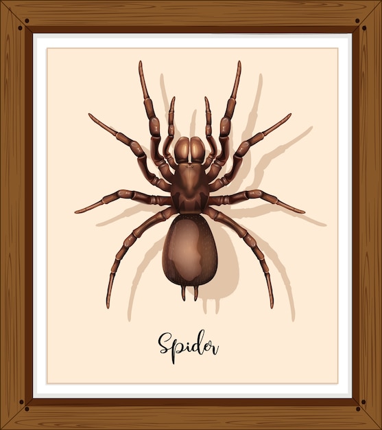 Spider on wwoden frame