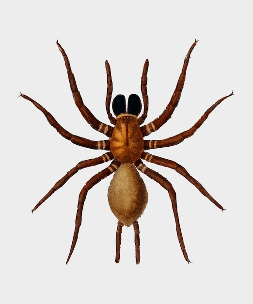 Free vector spider