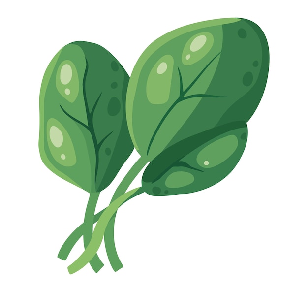 Free vector spinach vegetable leaf icon isolated