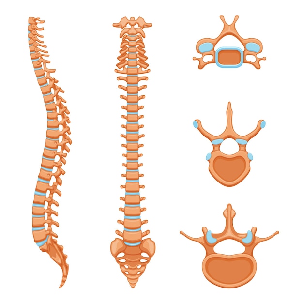 Free vector spine structure anatomy set with isolated images of spinal bones cells detailed view on blank background vector illustration