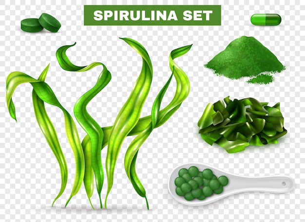 Vettore gratuito spirulina set realistico