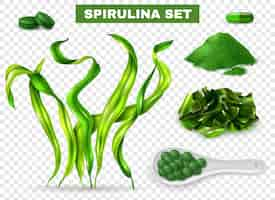 Free vector spirulina realistic set