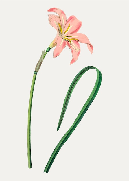 Free vector spofforth fairy lily