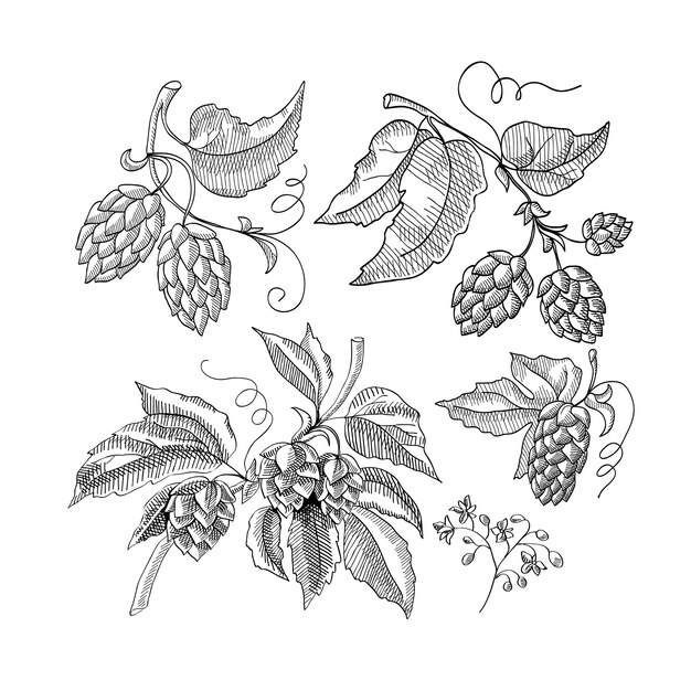 Sprig of hop decorative sketch with sprouts and leaves hand drawn cartoons illustration