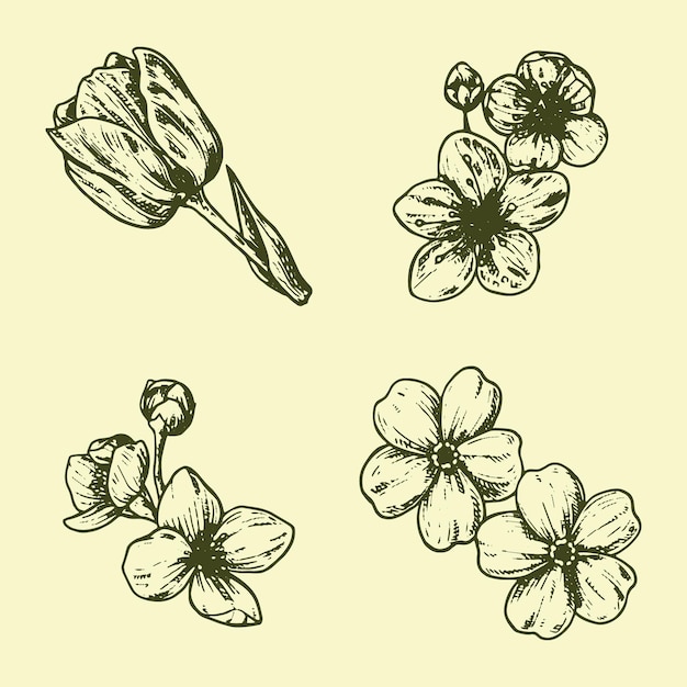 Free vector spring flower collection