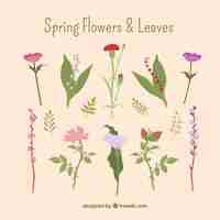 無料ベクター 春の花と葉