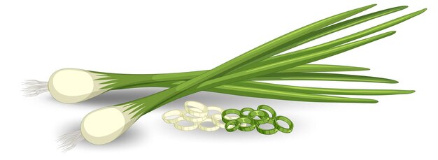 Free vector spring onion in different forms