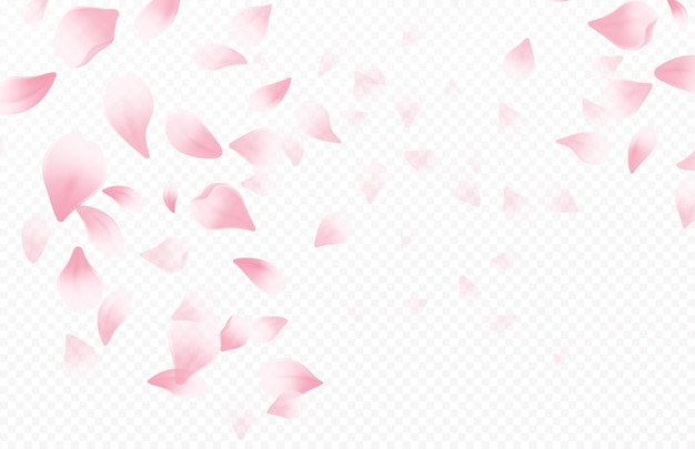 Spring time beautiful background with spring blooming cherry blossoms. Sakura flying petals isolated on white background. Vector illustration EPS10