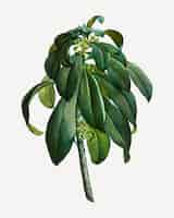 Vettore gratuito spurge laurel weeds