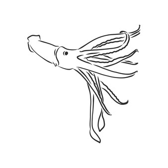 Кальмар. изолированная иллюстрация вектора. чернила. нарисованная рукой, иллюстрация эскиз вектора кальмара
