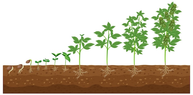 Stages of cannabis plant growing