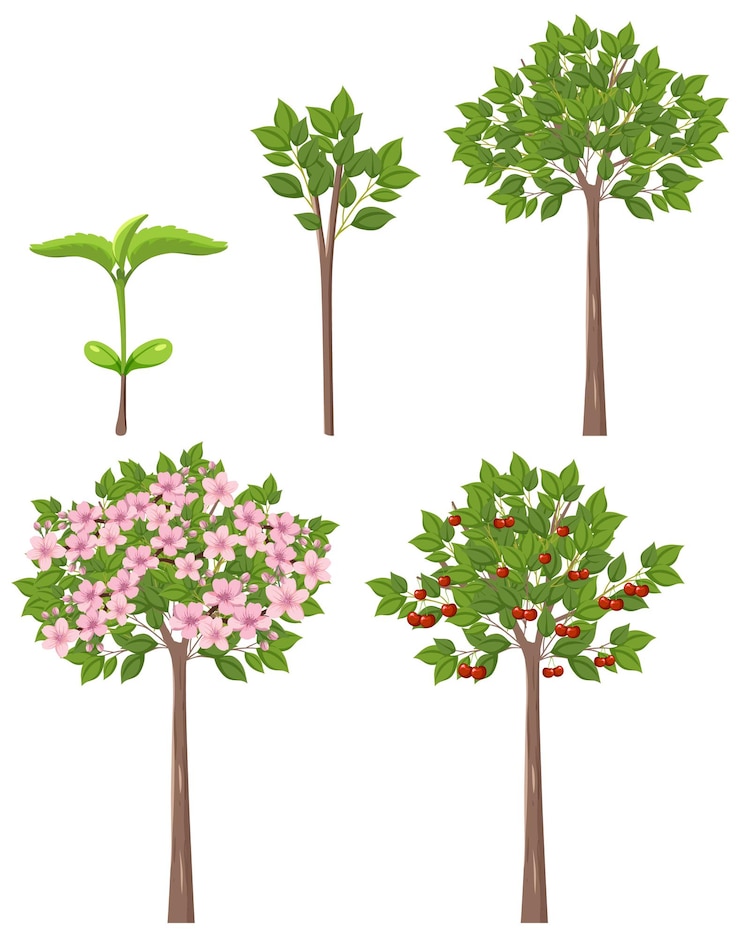 Free Vector stages of cherry tree growth vector