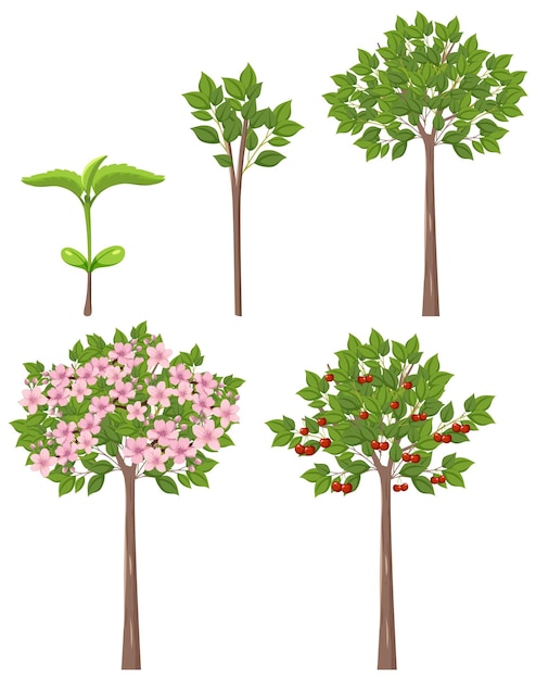 Stages of Cherry Tree Growth Vector