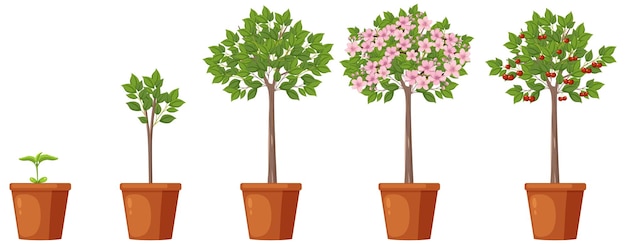 Free vector stages of cherry tree growth vector