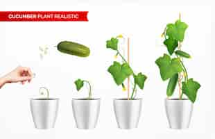 Free vector stages of cucumber growth fresh vegetable and human hand planting seed realistic isolated vector illustration
