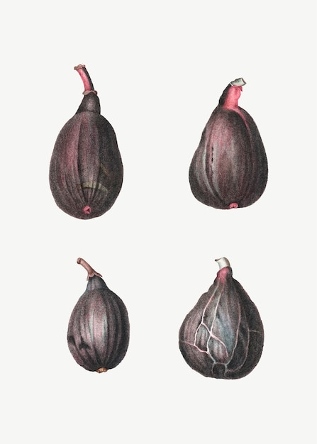 Free vector stages of a fig