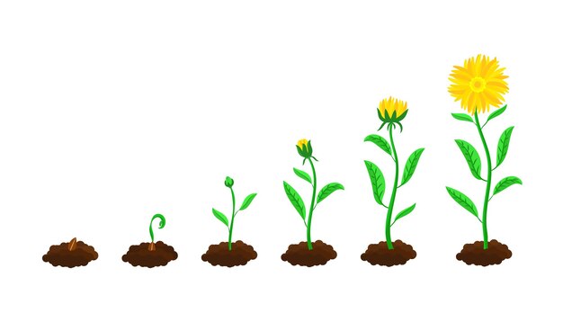 Stages of flower sowing and growing. From soil and seed to green sprout and yellow blossom cartoon illustration set