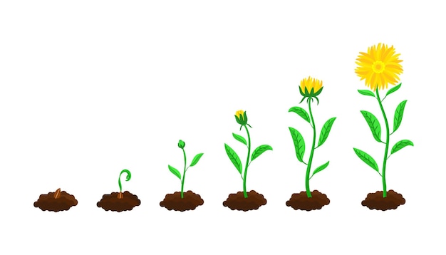 꽃 파종 및 성장 단계. 토양과 씨앗에서 녹색 새싹과 노란 꽃 만화 일러스트 세트까지