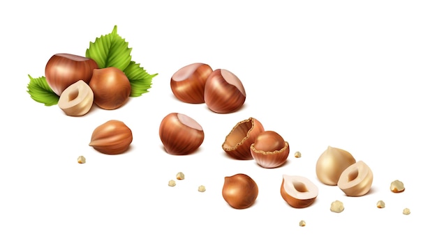 Stages of hazelnut from shelled nut to nut without shell cut in halves and scrumps isolated on white