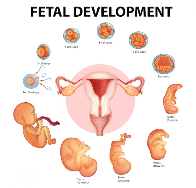 Stages human embryonic development