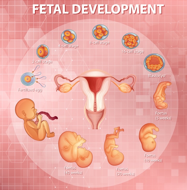 Free vector stages human embryonic development