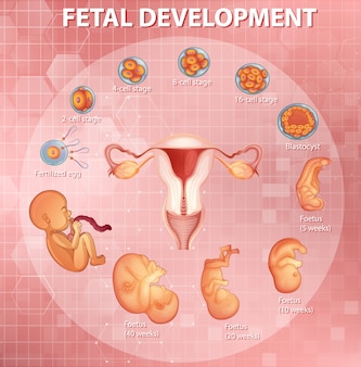 Stages human embryonic development