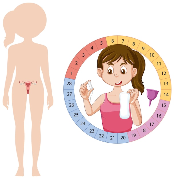 Free vector stages of the menstrual cycle