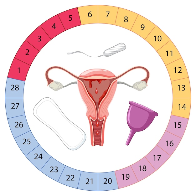 Free vector stages of the menstrual cycle