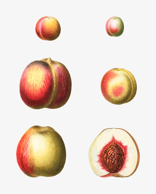 Stages of a peach