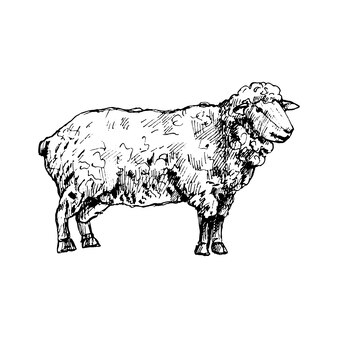 Standing sheep. vector vintage hatching black illustration. isolated on white