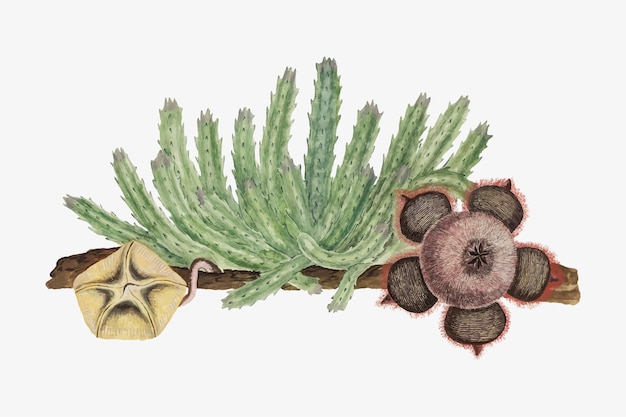 Stapelia hirsuta 벡터 빈티지 꽃 그림 세트, Robert Jacob Gordon의 작품에서 리믹스