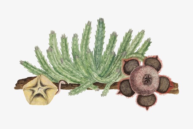 Stapelia hirsuta vector vintage flower illustration set, remixed from the artworks by Robert Jacob Gordon