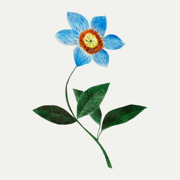 Star flower vintage illustration