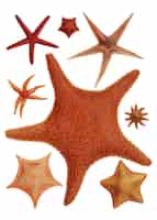 Vettore gratuito varietà di stelle marine