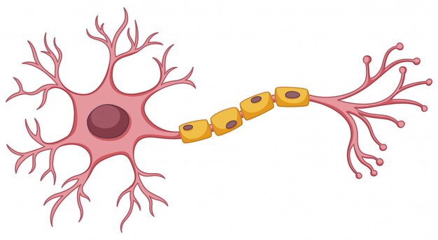 Stem cell diagram on white background