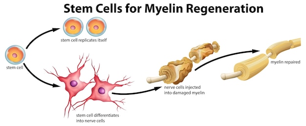 Vettore gratuito cellula staminale per la rigenerazione della mielina