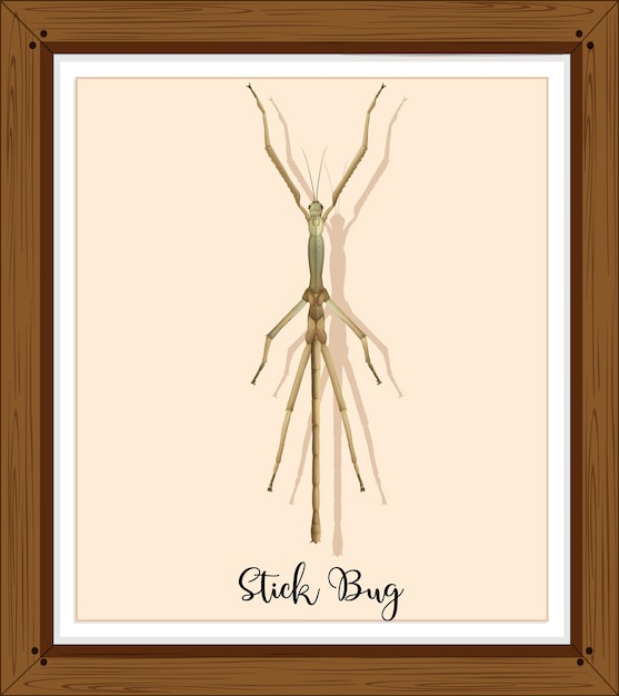 Free vector stick bug on wooden frame