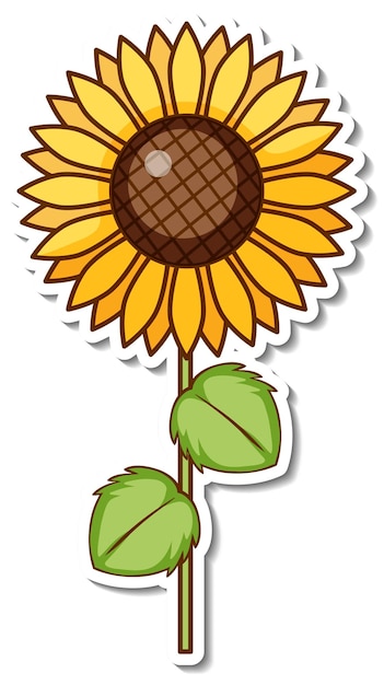 Free vector sticker design with a sunflower isolated