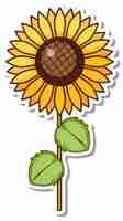 Free vector sticker design with a sunflower isolated