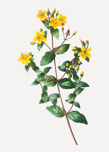 Бесплатное векторное изображение Вонючие цветы зверобоя