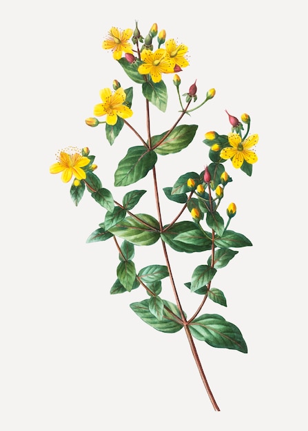 Free vector stinking tutsan flowers