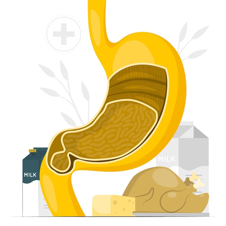 Free Vector stomach concept illustration