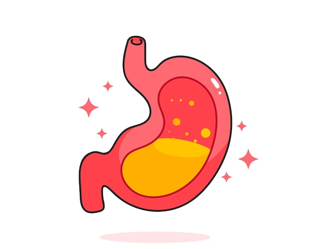 Stomach human anatomy biology organ body system health care and medical hand drawn cartoon art illustration