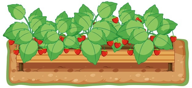 Free vector strawberry plant growing with soil cartoon