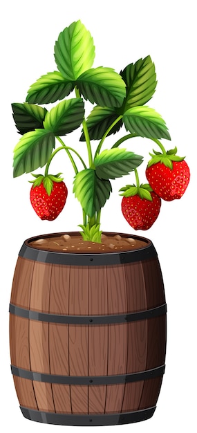 Strawberry plant in wooden pot isolated on white background