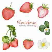 Free vector strawberry in watercolor collection with flower and leaf with branch