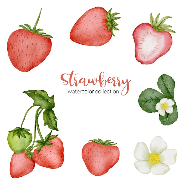 Strawberry in watercolor collection with flower and Leaf with branch