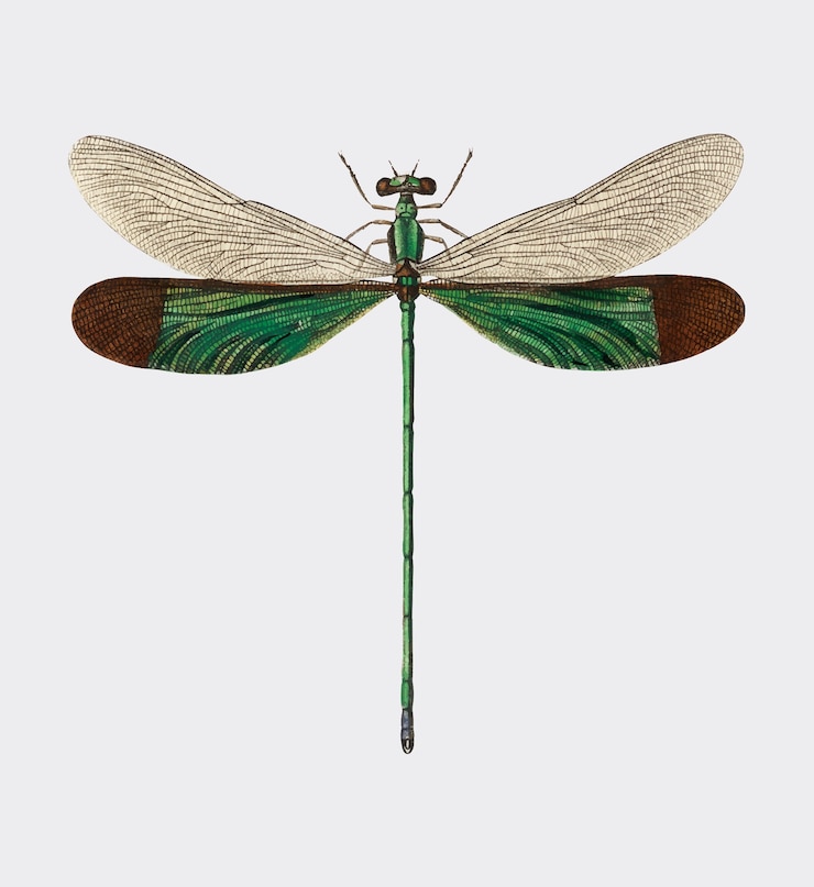 무료 Vector charles dessalines d orbigny (1806-1876)가 그린 스트림 영광 (neurobasis chinensis)