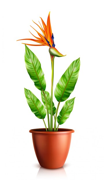 Strelitzia reginae in flowerpot