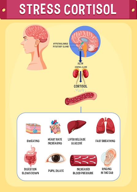 Vettore gratuito schema del sistema del cortisolo da stress